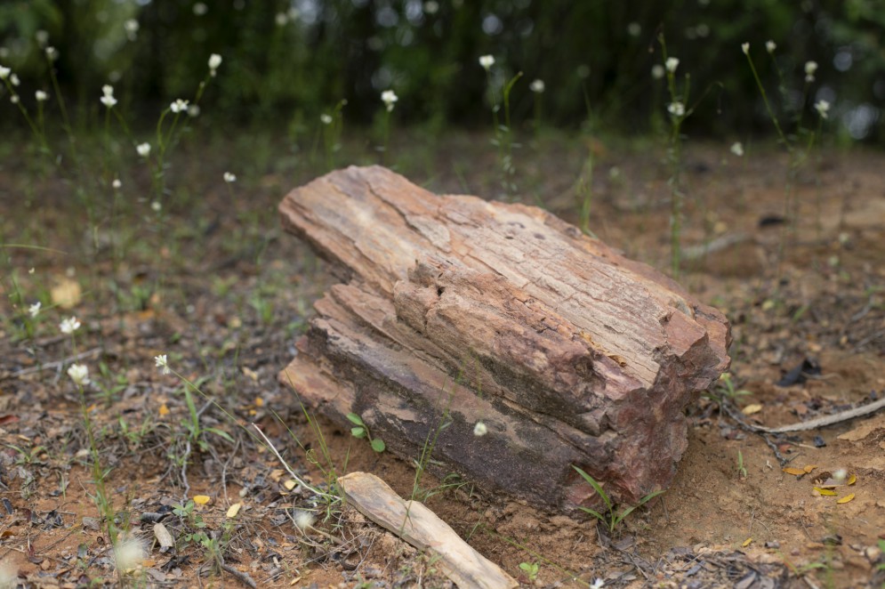 Tronco fóssil de araucária encontrado no geossítio Floresta Petrificada. (Foto: AURELIO ALVES)