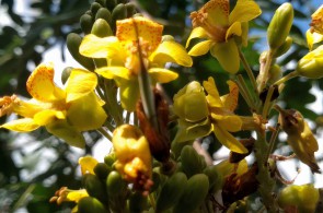 Vilani Moreira Barbosa mantém uma relação com a natureza desde a infância. Na foto, a planta jucá