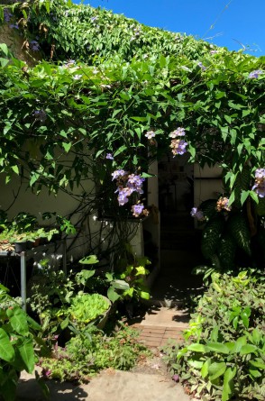 Seu Flor reúne mais de 150 espécies de plantas em seu ateliê