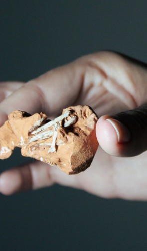 Esse crânio tinha uma maxila muito parecida à do Faxinalipterus. Adivinha: a maxila dele era de outra espécie!