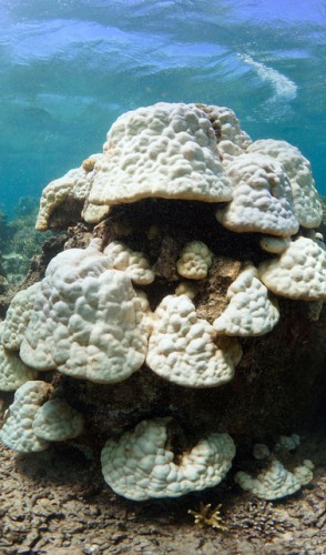 Esse tanto de calor absorvido prejudica muito a vida marinha. Lembra dos corais embranquecendo?