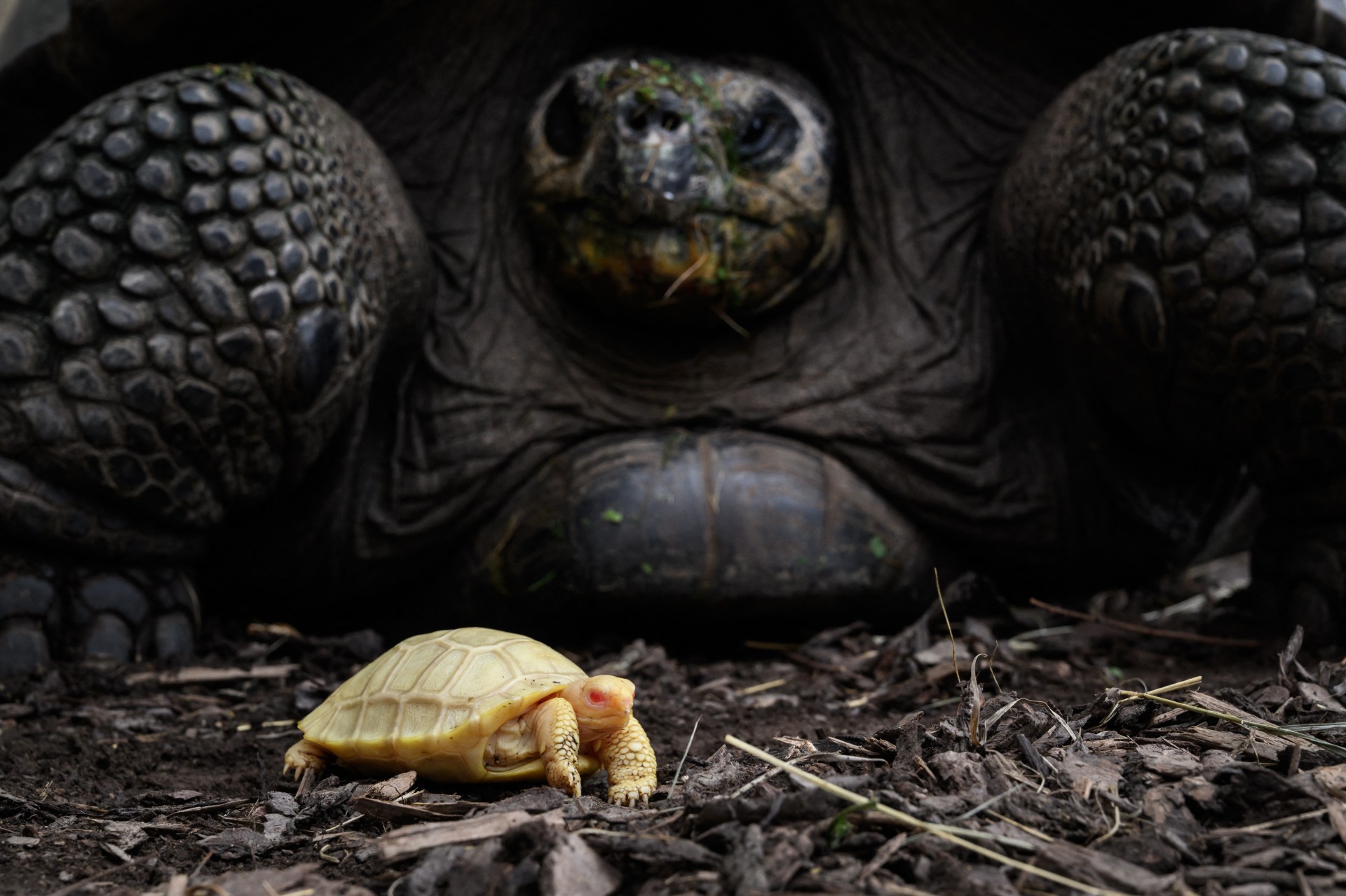 As tartarugas Albinos Galápagos nunca foram observadas em cativeiro ou na natureza. As tartarugas-gigantes de Galápagos são estritamente protegidas e estão entre as espécies mais ameaçadas entre os animais listados na Cites (Foto: FABRICE COFFRINI / AFP)