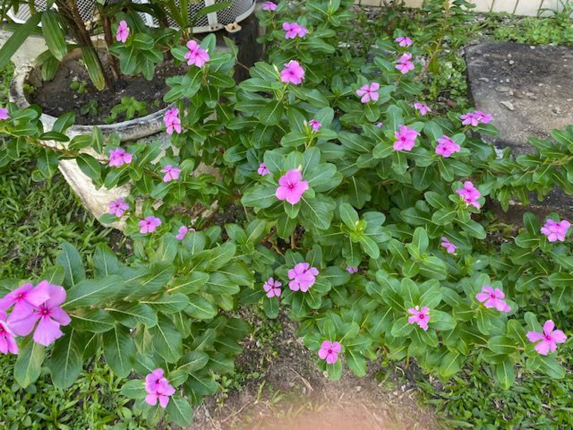 Flores da pós-estação: bom de olhar (Foto: Tânia Alves)