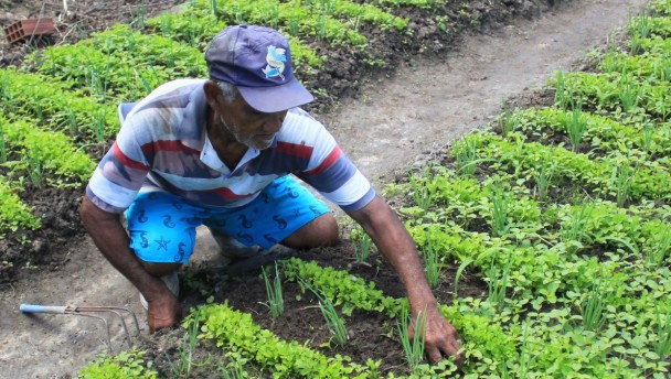 Plantio coletivo em aldeia indígena Pitaguari