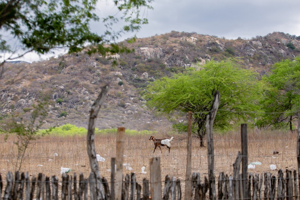 Um dos fatores da desertificação é o mal uso antrópico, geralmente unindo desmatamento e a super ocupação do terreno com bovinos.(Foto: Aurelio Alves)
