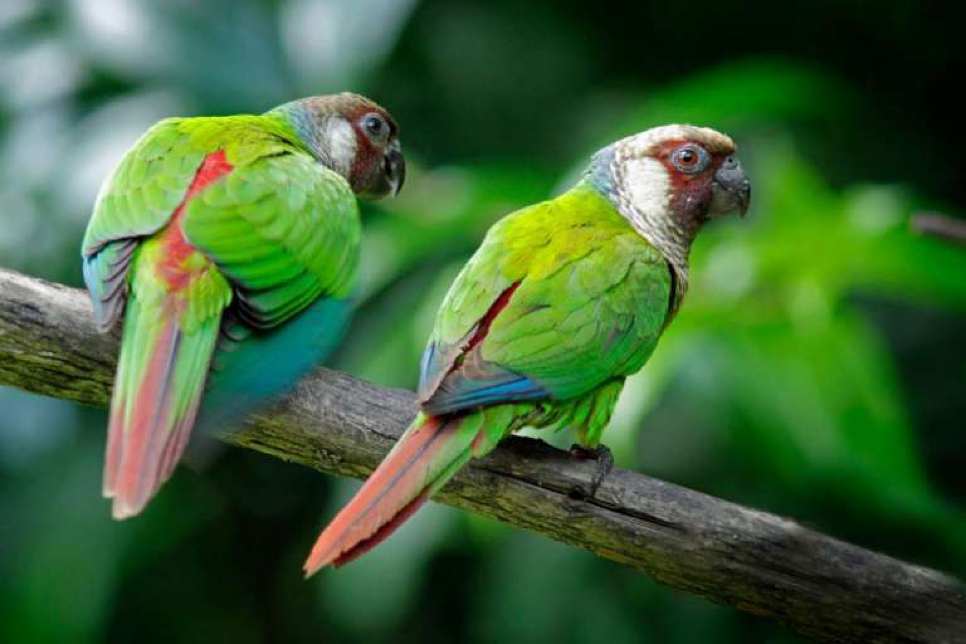 Os periquitos cara-suja são a espécie bandeira da conservação na Serra do Baturité, afetados pela perda de habitat e tráfico de animais. (Foto: Fábio Nunes)