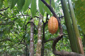 Plantação de cacau em Tomé-Açu, Pará