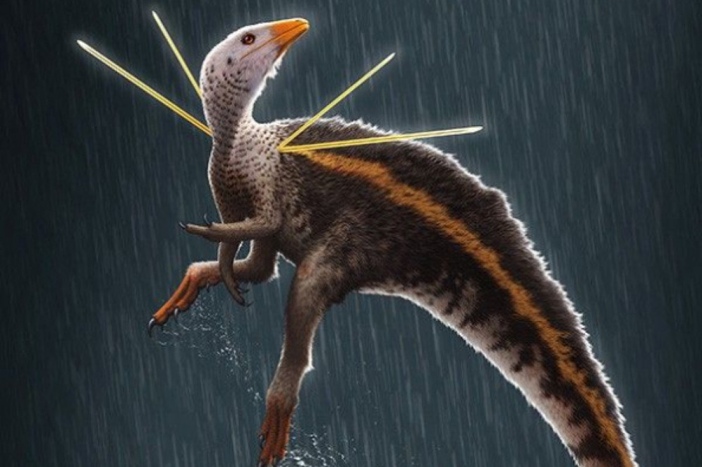 Ubirajara jubatus(Foto: Bob Nicholls / Paleocreations.com 2020)