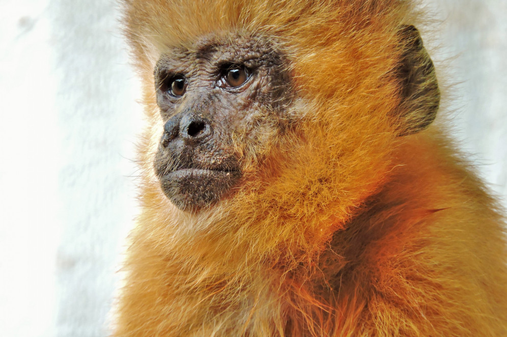 Macaco engraçado com um sorriso engraçado no zoológico