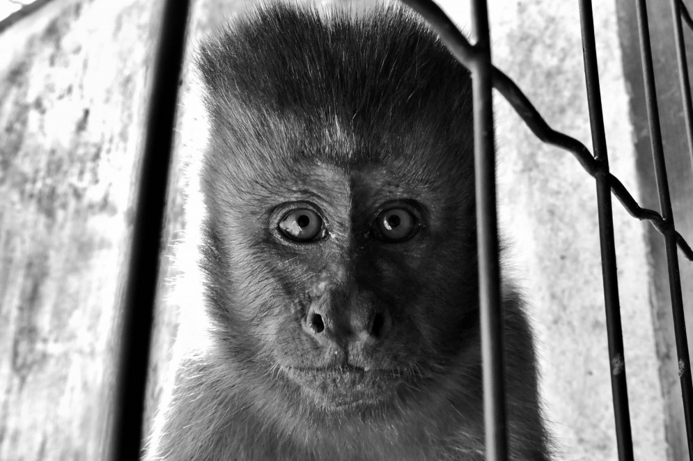 A caça retira os macacos ainda bebês das mães.(Foto: Vitória Nunes / Arquivo pessoal)