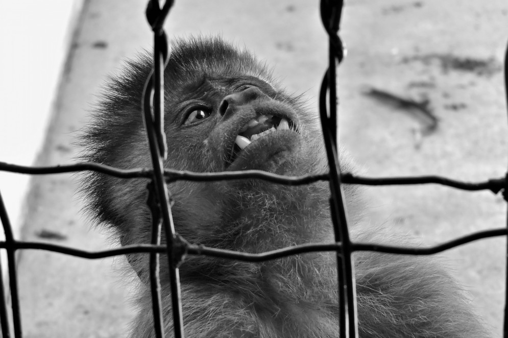 Macacos-prego têm laços muito fortes com familiares e indivíduos da mesma espécie.(Foto: Vitória Nunes / Arquivo pessoal)