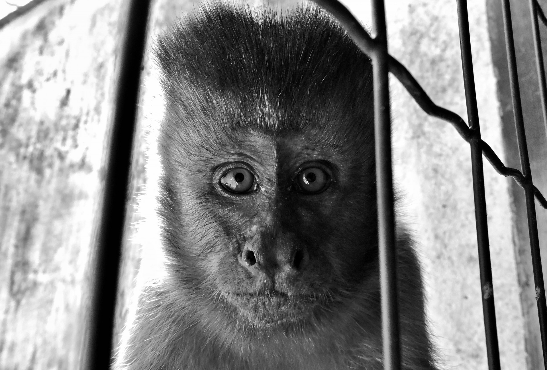 As percepções sobre ser humano e ser animal são moldadas para retirar direitos dos dois lados. (Foto: Vitória Nunes / Arquivo pessoal)