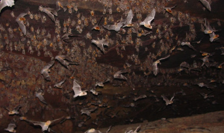 E as cavernas são casa de uma diversidade de animais, além de algumas serem berçários para morcegos. 