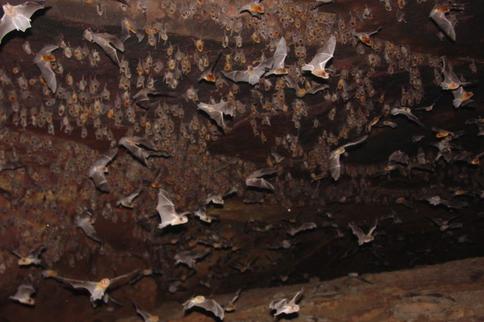 A população dos morcegos dentro das cavernas flutua de centenas para milhares de indivíduos.(Foto: Enrico Bernard/Arquivo pessoal)