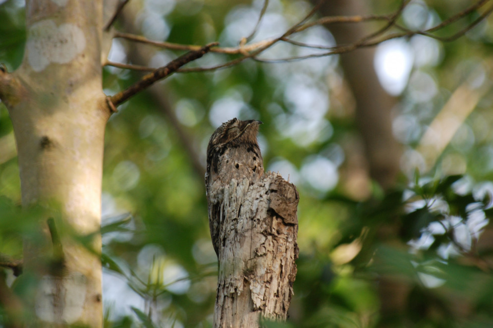 Urutau-comum, também conhecido como ave fantasma.(Foto: The Lilac Breasted Roller / Wikicommons)
