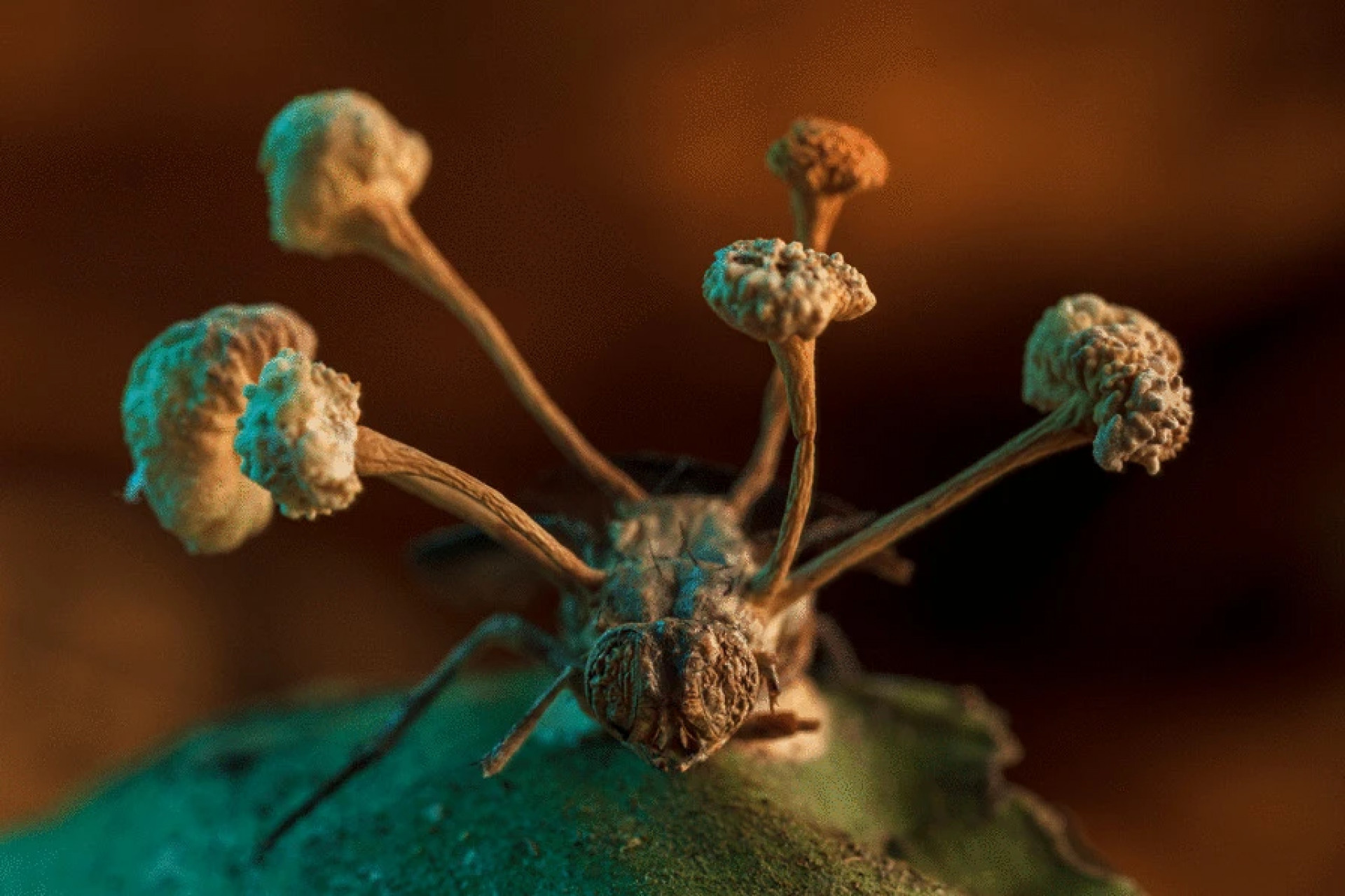 Foto vencedora de competição de fotografia BMC Ecology and Evolution 2022. Na foto, uma mosca parasitada por um fungo.(Foto: Roberto García-Roa / BMC Ecology and Evolution Image Competition)