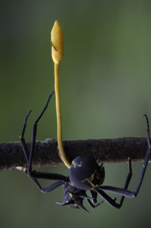 Ophiocordyceps formicarum(Foto: Steve Axford / Wikicommons)