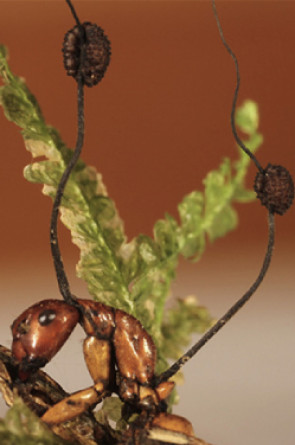 Ophiocordyceps albacongiuae(Foto: Figura 11 da pesquisa Zombie-ant fungi across continents: 15 new species and new combinations within Ophiocordyceps. I. Myrmecophilous hirsutelloid species)
