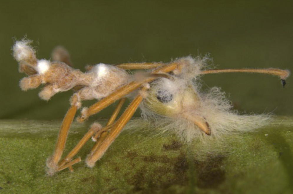 Ophiocordyceps oecophyllae(Foto: Figura 2 da pesquisa Zombie-ant fungi across continents: 15 new species and new combinations within Ophiocordyceps. I. Myrmecophilous hirsutelloid species)