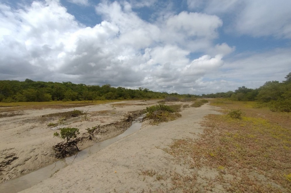 Trecho da estrada aberta dentro de manguezal, no terreno que tem sobreposição com área de assentamento federal em Itarema(Foto: FCO FONTENELE)