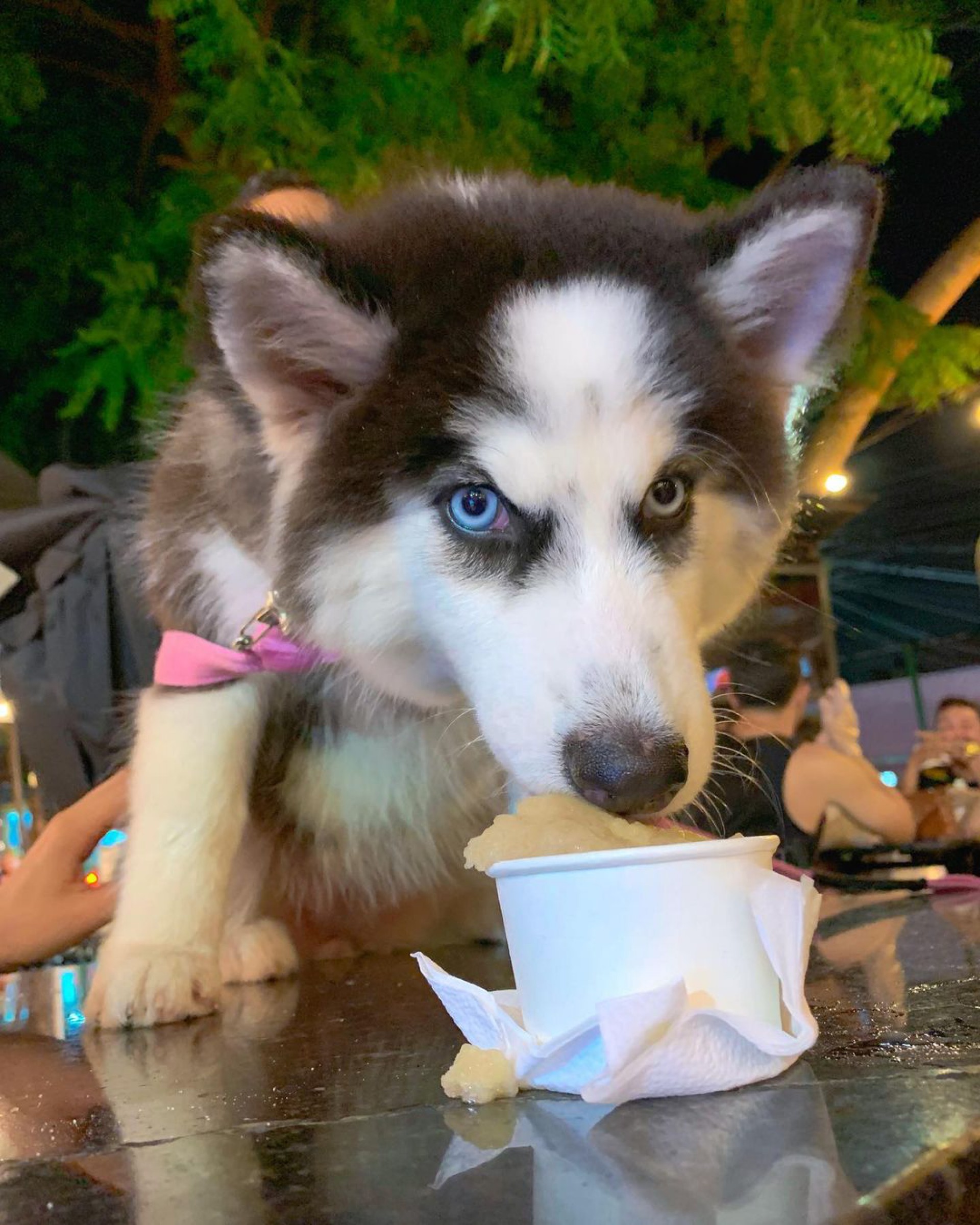 Com opção para pets.