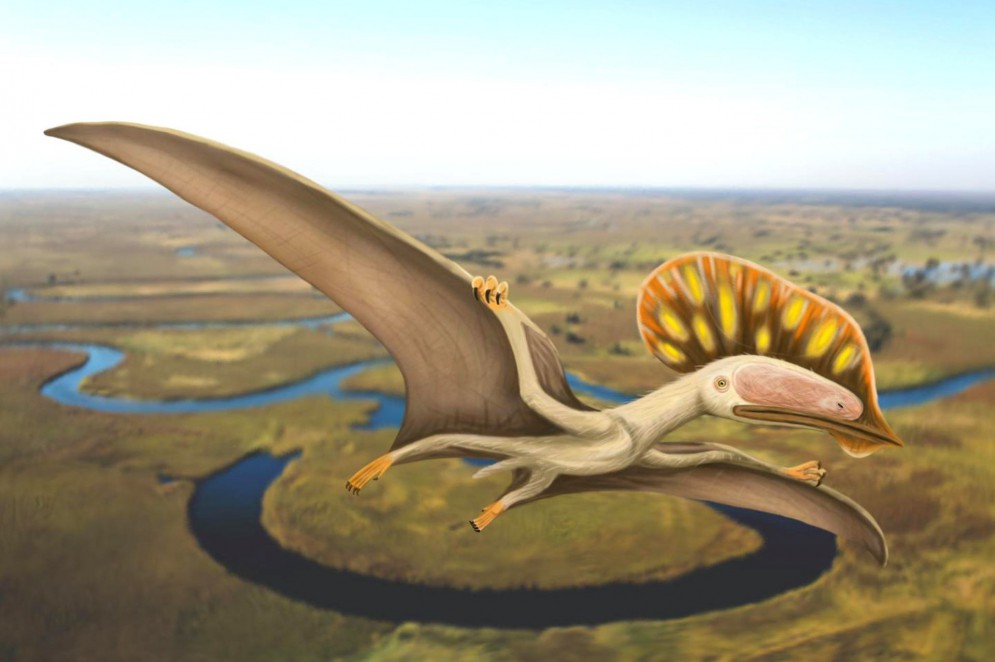 Paleoarte de Megan Jacobs mostra o pterossauro Wightia declivirostris