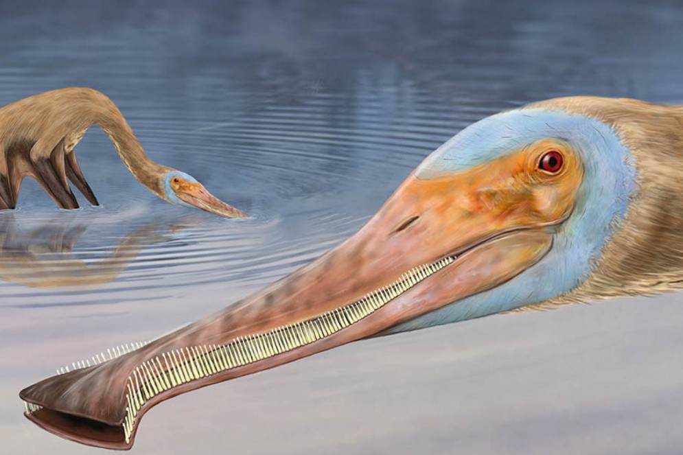Ilustração de Megan Jacobs, o pterossauro Balaenognathus maeuseri