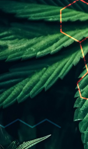 Imagem da reportagem: Uso medicinal da maconha no Ceará