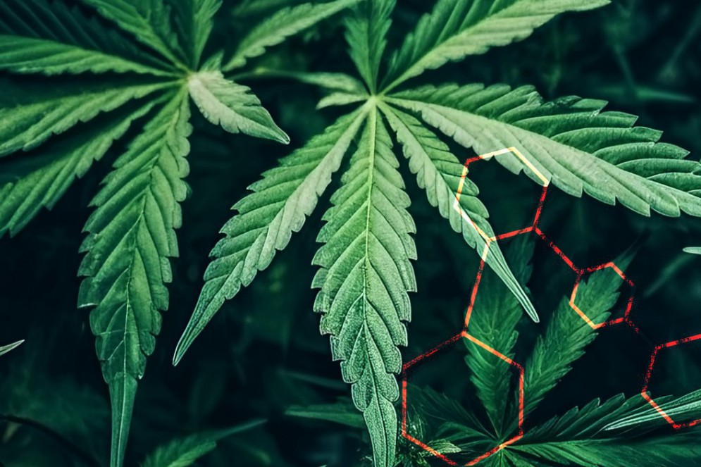 CAPA 02 - MACONHA USO MEDICINAL(Foto: adobestock)