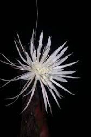 Cacto Flor do Luar