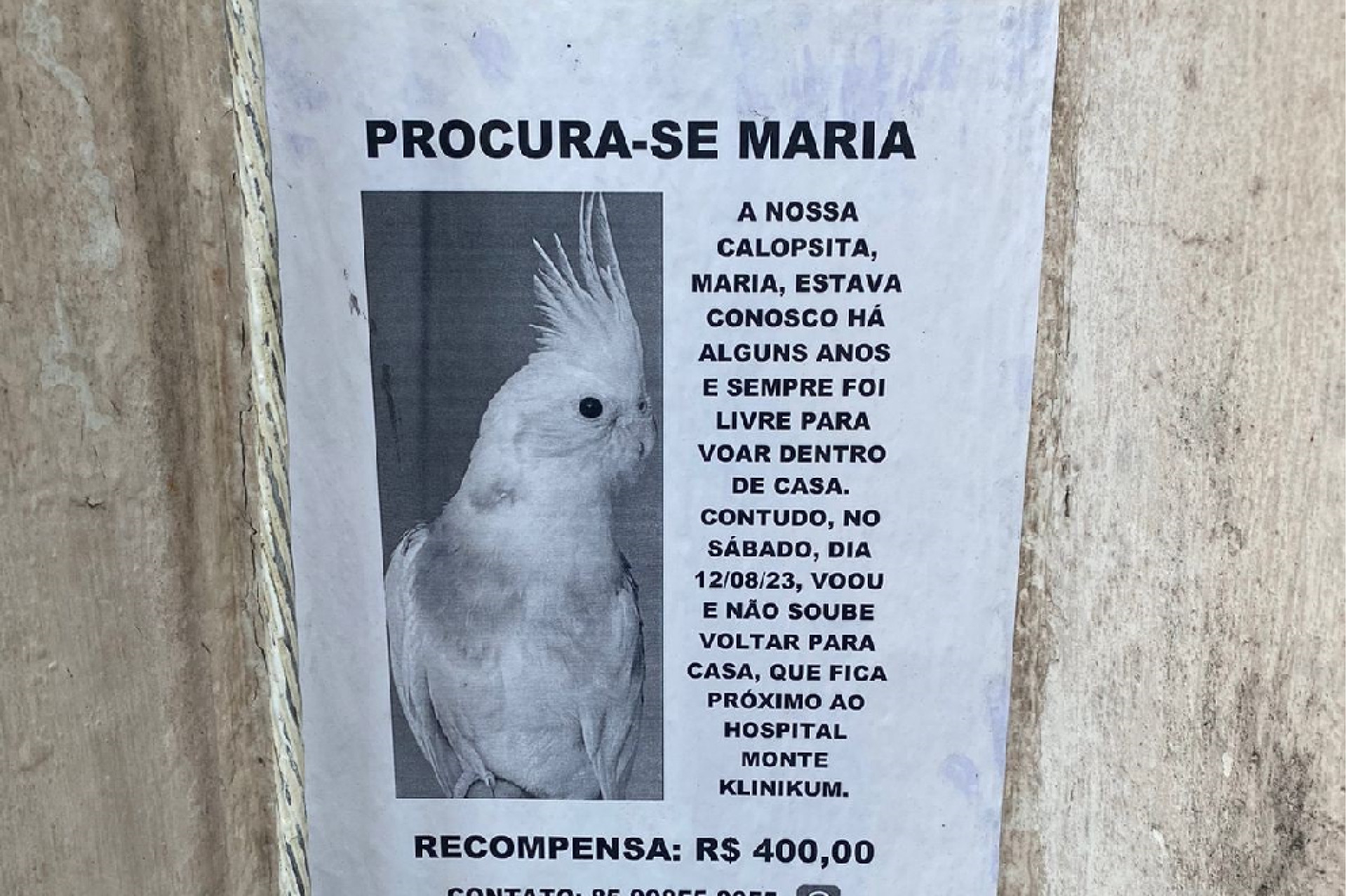 Maria, a calopsita procurada (Foto: Acervo pessoal)