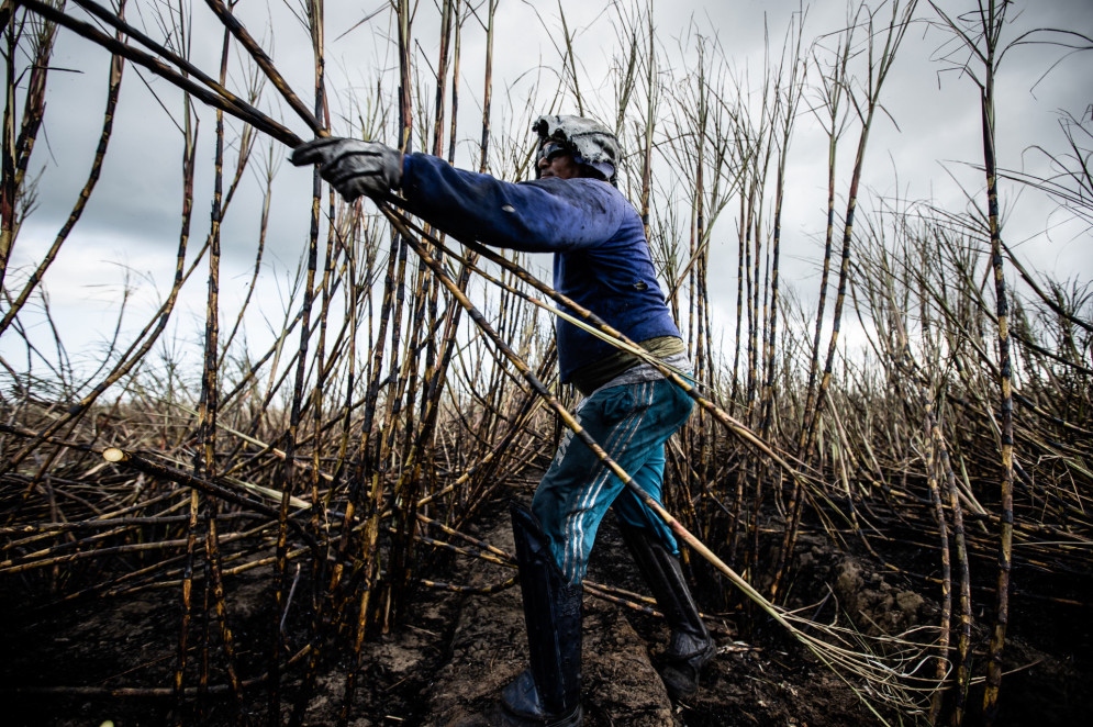 Agricultores de cana de açúcar em Arapiraca (AL).  (Foto: alexandre saraiva carniato / Pexels)