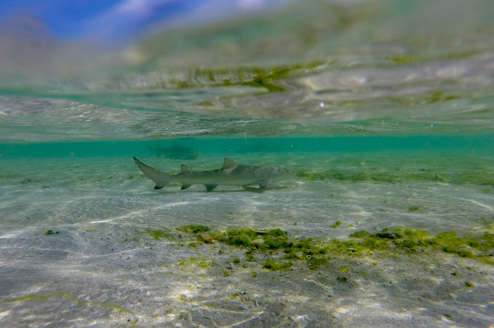 A gestação de tubarões-limão é de 10 a 12 meses, com quatro a 17 embriões por prole.(Foto: Ana Laura Tribst Corrêa)