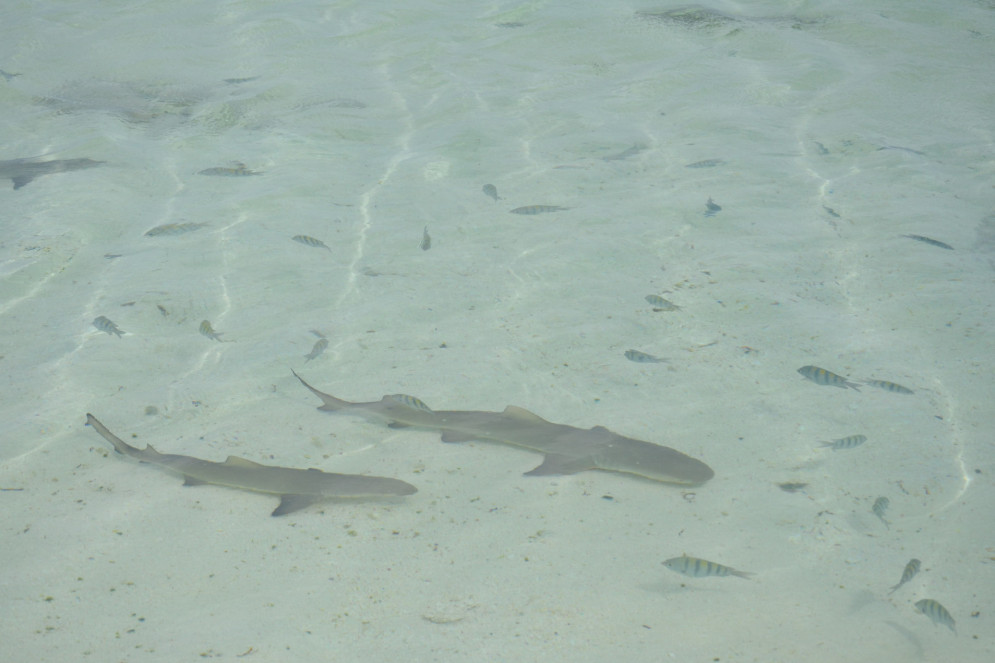O Atol das Rocas é um berçário para tubarões-limão.(Foto: Ana Laura Tribst Corrêa)