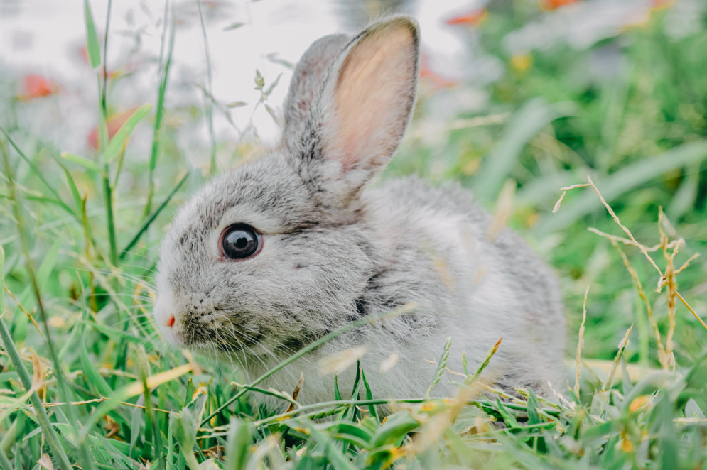 Empresas com histórico de campanhas eco-friendly e pet-friendly financiaram vídeos com crueldade animal.(Foto: Wilawan Pantukang / Pexels)