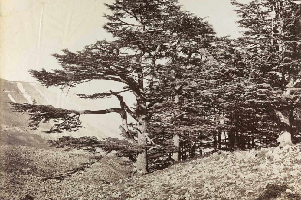 Foto do cedro-do-líbano, árvore símbolo da nação(Foto: Biblioteca Nacional | Félix Bonfils, 1831-1885 )