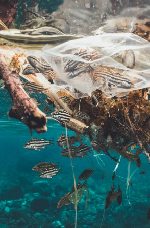 Peixes presos em plástico de uso único.(Foto: Naja Bertolt Jensen / Ocean Image Bank)