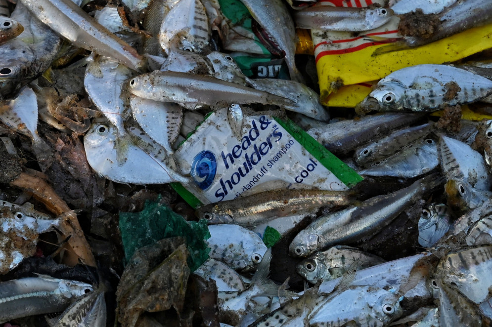 Peixes mortos com lixo marinho, na praia de Visakhapatnam (Índia).(Foto: Srikanth Mannepuri / Ocean Image Bank)