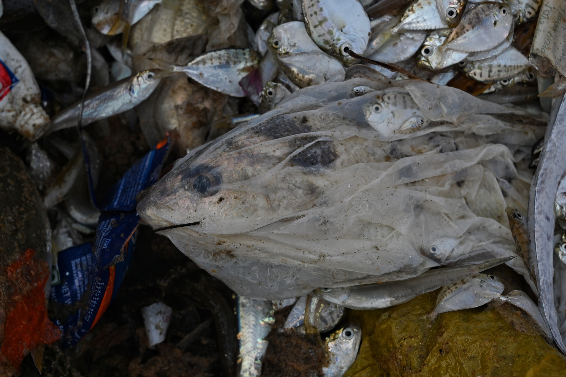 Peixes mortos com lixo marinho, na praia de Visakhapatnam (Índia). (Foto: Srikanth Mannepuri / Ocean Image Bank)