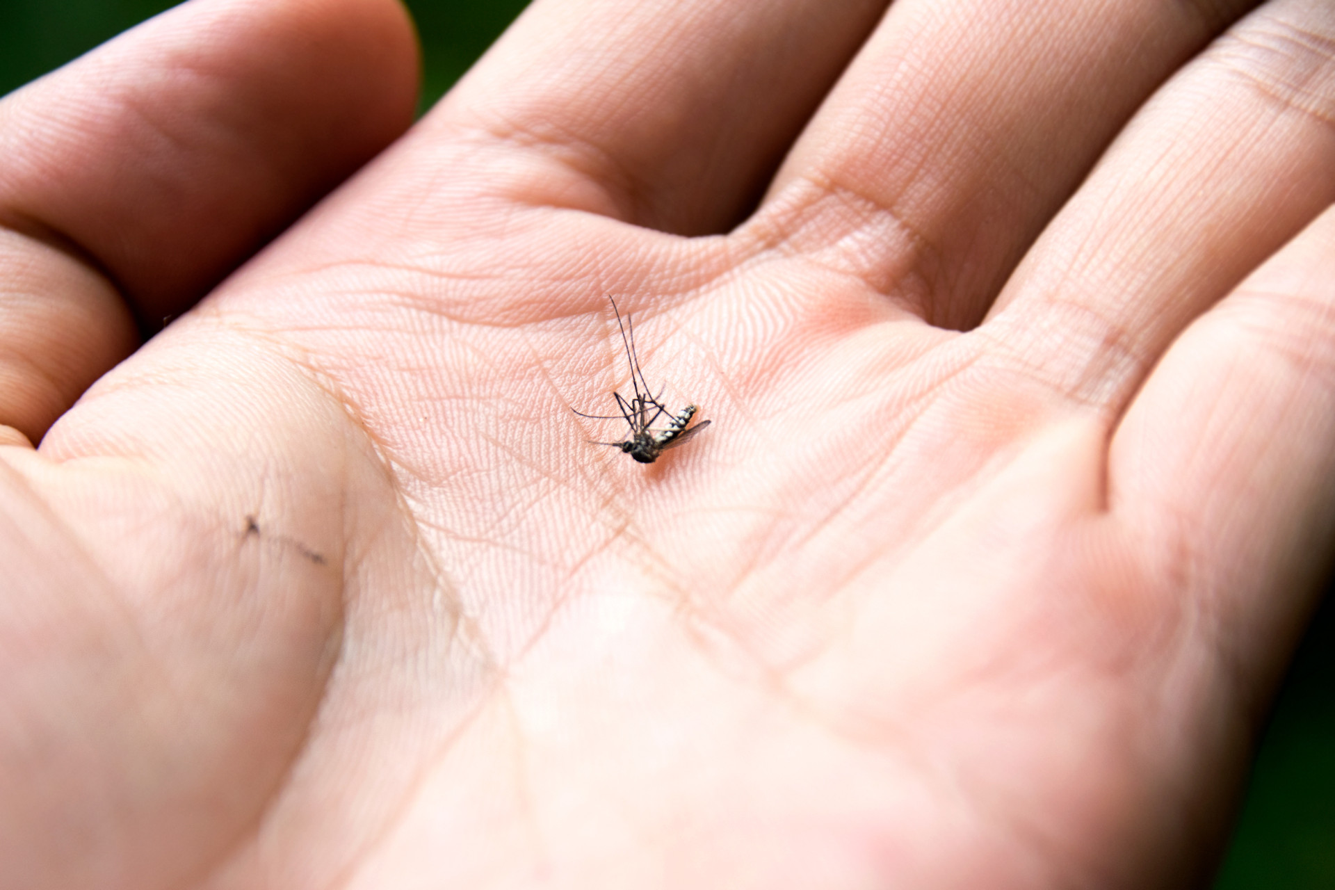 Muriçoca, inseto persistente (Foto: Adobe Stock)