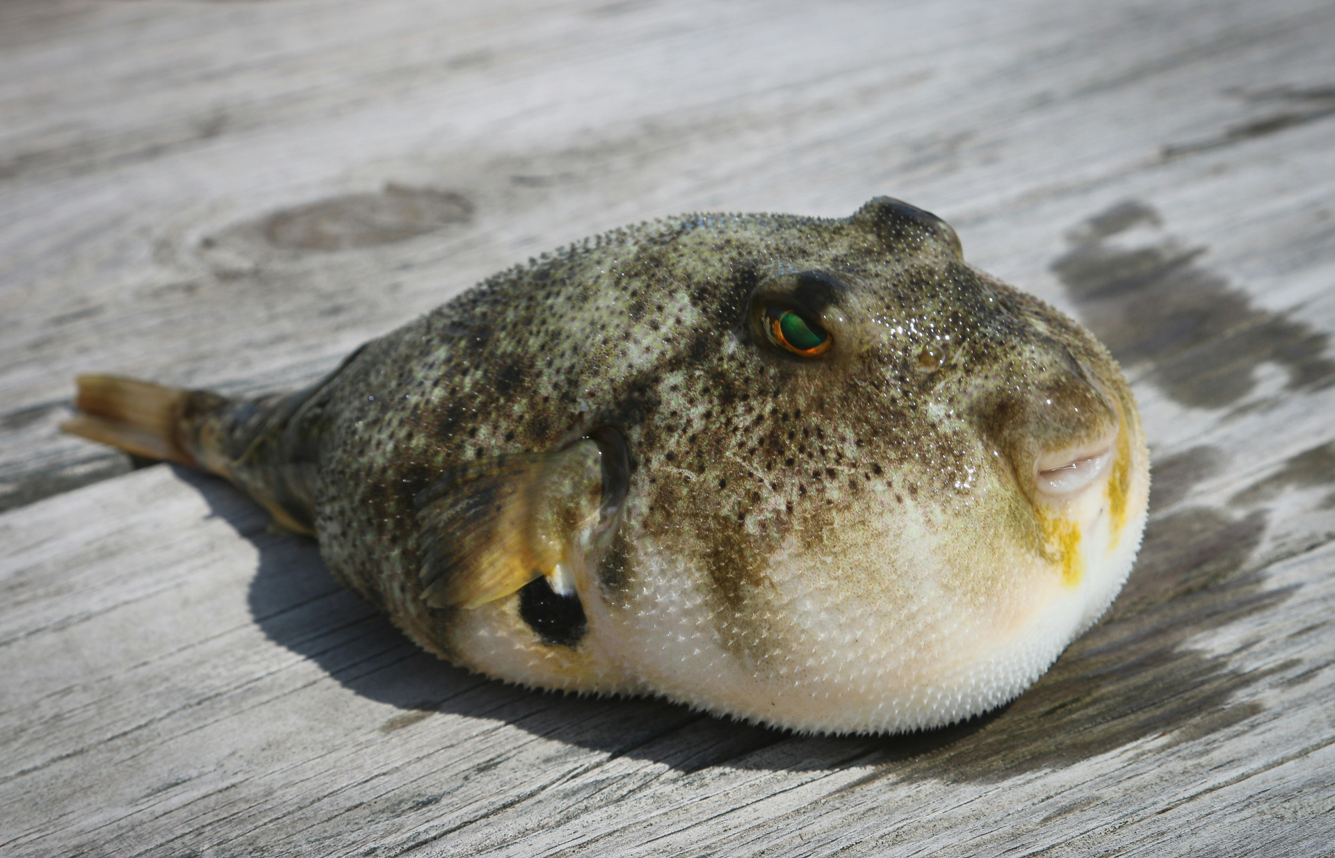 ￼A toxina do peixe causa paralisia nos músculos  (Foto: Brian Yurasits/Unsplash)