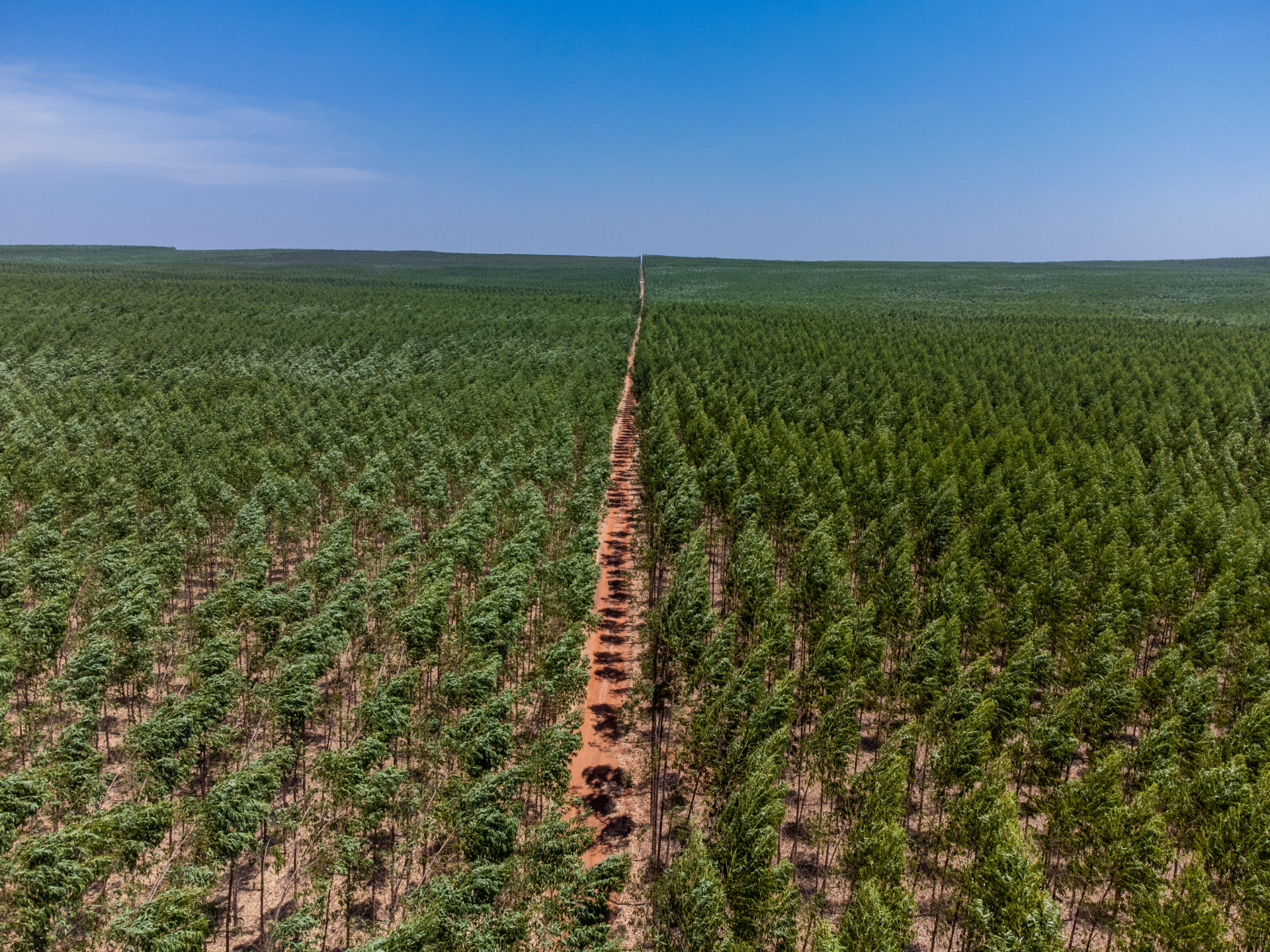 Floresta de eucalipto da Aço Cearense, localizada em Tocantins. Produção dos 46 mil hectares será utilizada para fabricação de aço verde (Foto: Camila Almeida/Aço Cearense)