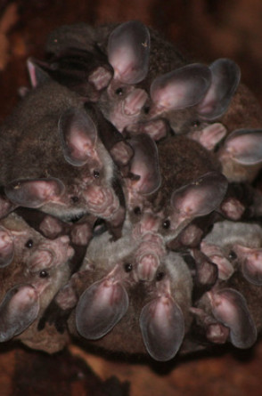 Morcego-Bombachudo (Chrotopterus auritus) é uma das espécies que ocorre no Ceará(Foto: tadeo_mateos, alguns direitos reservados (CC BY-NC))