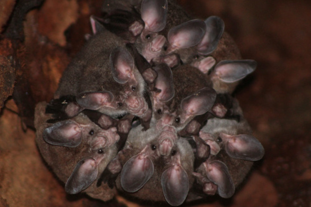 Morcego-Bombachudo (Chrotopterus auritus) é uma das espécies que ocorre no Ceará(Foto: tadeo_mateos, alguns direitos reservados (CC BY-NC))