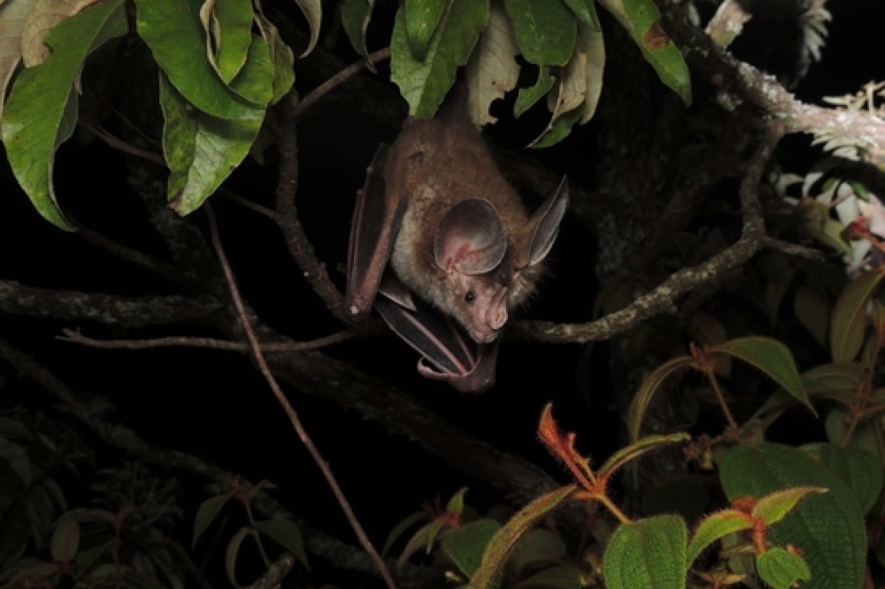 Morcego-Bombachudo (Chrotopterus auritus) é uma das espécies que ocorre no Ceará(Foto: Irineu Cunha, alguns direitos reservados (CC BY-NC))
