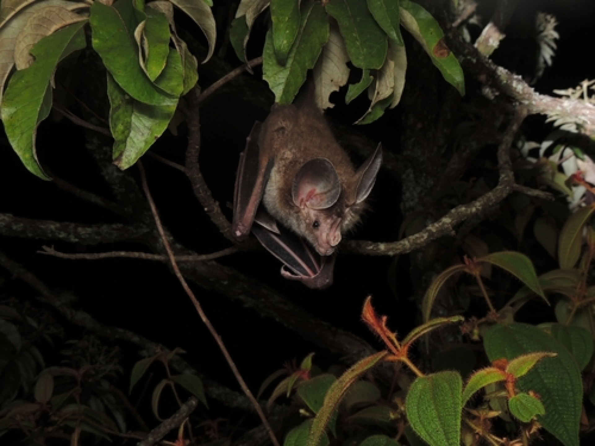 Morcego-Bombachudo (Chrotopterus auritus) é uma das espécies que ocorre no Ceará (Foto: Irineu Cunha, alguns direitos reservados (CC BY-NC))