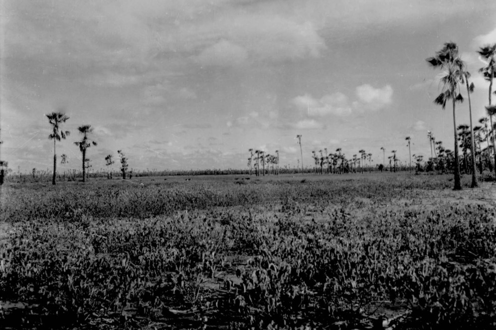 Planície com mata e pasto em Guaraciaba do Norte (CE) - jun. 1952 (Foto: IBGE)