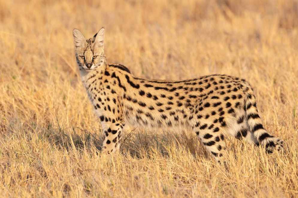 Um serval fotografado por Morten Ross em Botswana, no ano de 2019(Foto: Morten Ross / Creative Commons 4.0)