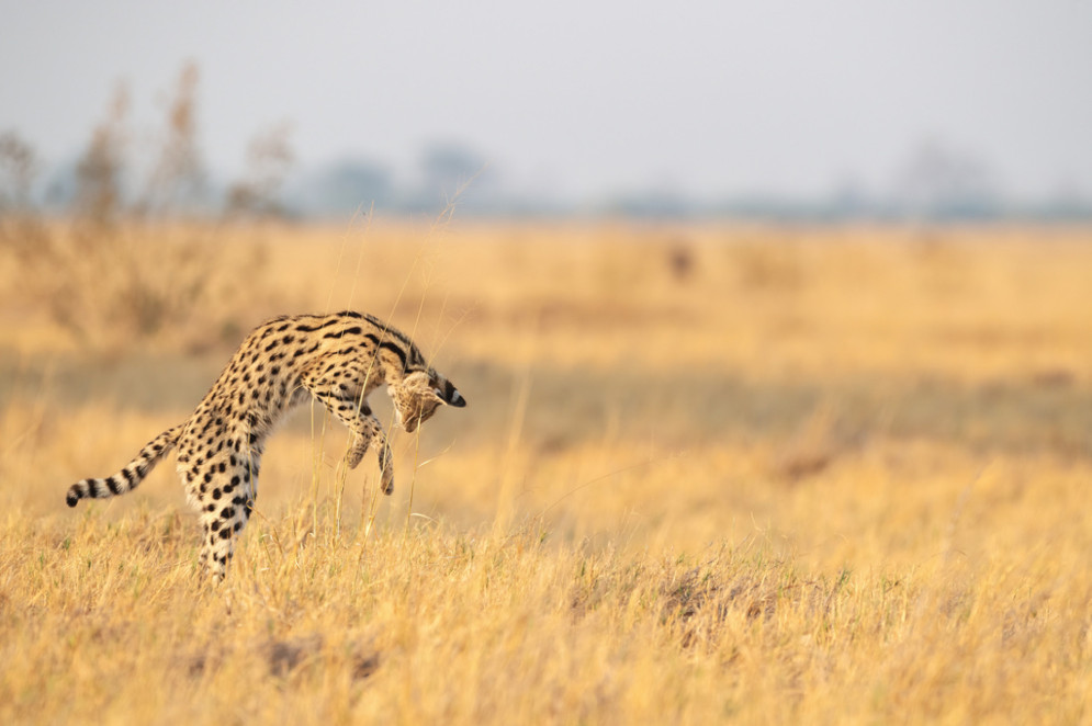 Um serval fotografado por Morten Ross em Botwana, no ano de 2019(Foto: Morten Ross / Creative Commons 4.0)