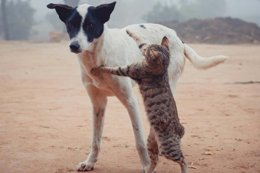 Cães têm pelo menos 10 mil anos a mais de domesticação que os gatos(Foto: Tamhasip Khan / Pexels)